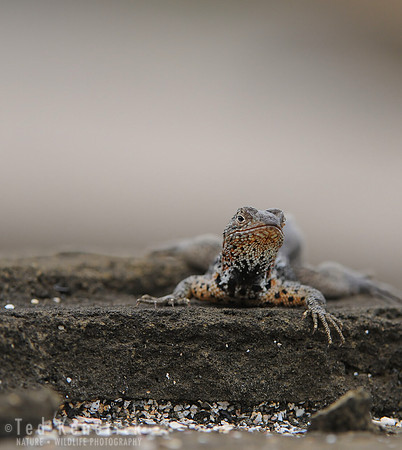 Lava Lizard Stare, Galapagos Islands