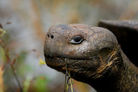 Galapagos