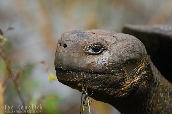 Galapagos Tortoise, Santa Cruz Island, Galapagos