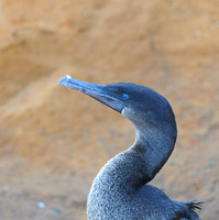 Flightless Cormorant Portrait, Isabel Island, Galapagos