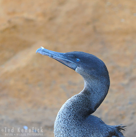 Flightless Cormorant Portrait, Isabel Island, Galapagos
