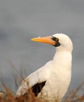 Nazca Booby Portrait, Espanola Island, Galapagos