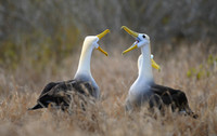 Clacking Bills, Waved Albatross Courtship, Espanola Island, Galapagos