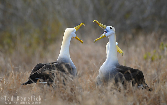 Clacking Bills, Waved Albatross Courtship, Espanola Island, Galapagos