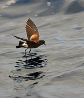 Pitter-Patter  Band-rumped Storm-Petrel, Galapagos Islands
