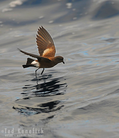 Pitter-Patter  Band-rumped Storm-Petrel, Galapagos Islands