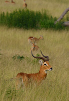 Uganda Kob - Ishasha, Queen Elizabeth National Park, Uganda