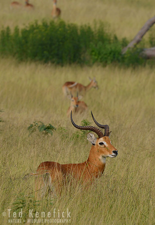Uganda Kob - Ishasha, Queen Elizabeth National Park, Uganda