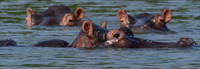 Water Eyes, Kazinga Channel, Uganda