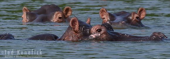 Water Eyes, Kazinga Channel, Uganda