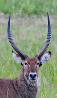 Waterbuck Portrait - Queen Elizabeth National Park, Uganda