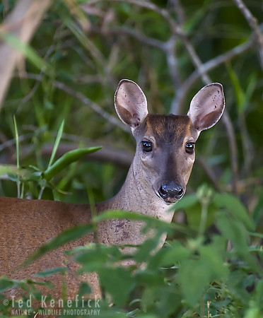 Brocket Deer, The Pantanal, Brazil