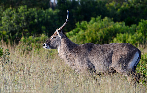 On Alert - Waterbuck, Maasai Mara, Kenya