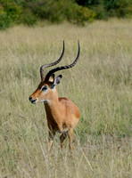 Impala Portrait -- Maasai Mara, Kenya
