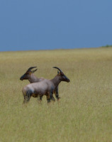 Push-Me-Pull-You, Topi, Maasai, Mara, Kenya