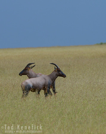 Push-Me-Pull-You, Topi, Maasai, Mara, Kenya