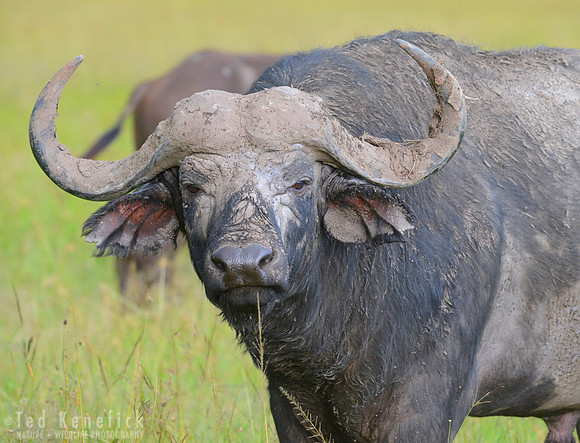 The Glare - Maasai Mara, Kenya