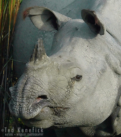 Rough Face -- Indian One-Horned Rhinoceros, Kazinga NP, Assam, India