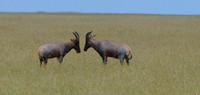 Meeting on the Mara, Topi, Maasai Mara, Kenya