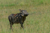 Something in the Air -- Masai Mara, Kenya
