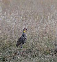 Yellow-necked Spurfowl -- Laikipia, Kenya