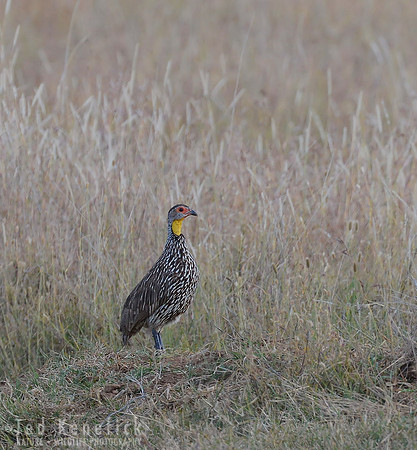 Yellow-necked Spurfowl -- Laikipia, Kenya