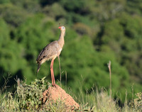 Anhinga, Seriema, Upland Birds