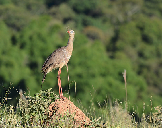 A Better View -- Red-legged Seriema on Termite Mound, Serra da Canastra, Brazil