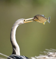 Anhinga with Piranha, The Pantanal, Brazil