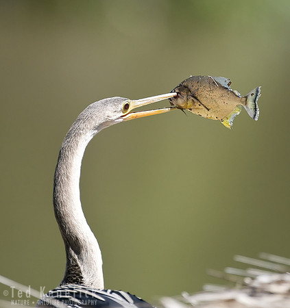 Anhinga with Piranha, The Pantanal, Brazil