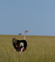 Primed & Ready - Maasai Mara, Kenya