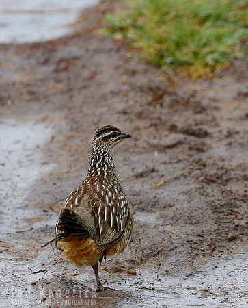 Crested Francolin on Muddy Track, Amboseli, Kenya