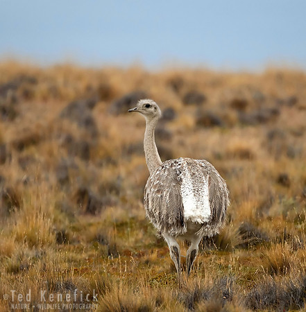 Lesser Rhea, Patagonia, Chile