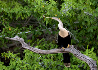 Snakebird - Anhinga, Rio Claro, the Pantanal, Brazil