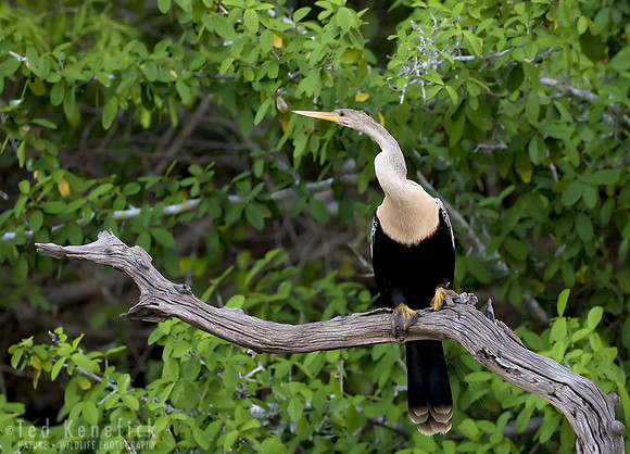Snakebird - Anhinga, Rio Claro, the Pantanal, Brazil