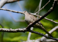 Scaled Dove Guanacaste, Costa Rica