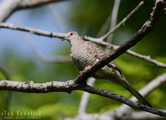 Scaled Dove Guanacaste, Costa Rica