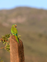 Peach-fronted Parakeet - Serra da Canastra, Brazil