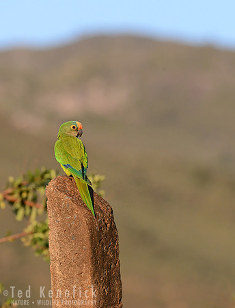 Peach-fronted Parakeet - Serra da Canastra, Brazil
