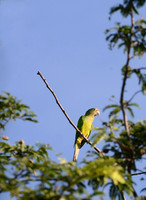 Parakeet against Morning Sky - Nicaragua