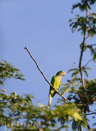 Parakeet against Morning Sky - Nicaragua