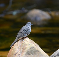 Streamside Scaled Dove, Serra da Canastra, Brazil