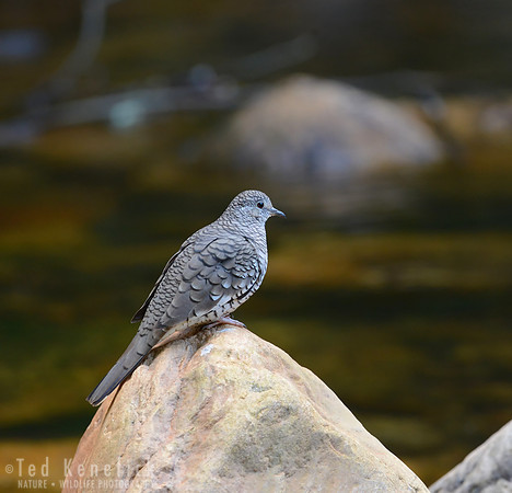 Streamside Scaled Dove, Serra da Canastra, Brazil