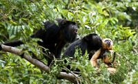 Howl -- Black-and-gold Howler Monkeys. The Pantanal, Brazil