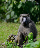 Olive Baboon, Staredown, Kibale National Park, Uganda