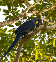 Hyacinth Macaw, The Pantanal, Brazil