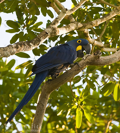 Hyacinth Macaw, The Pantanal, Brazil