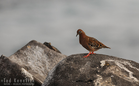 Dove on a Rock -- Galapagos Dove, Espanola Island, Galapagos