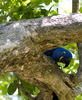 Peeking Out -- Hyacinth Macaw, The Pantanal, Brazil