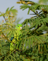 Parrots & Doves